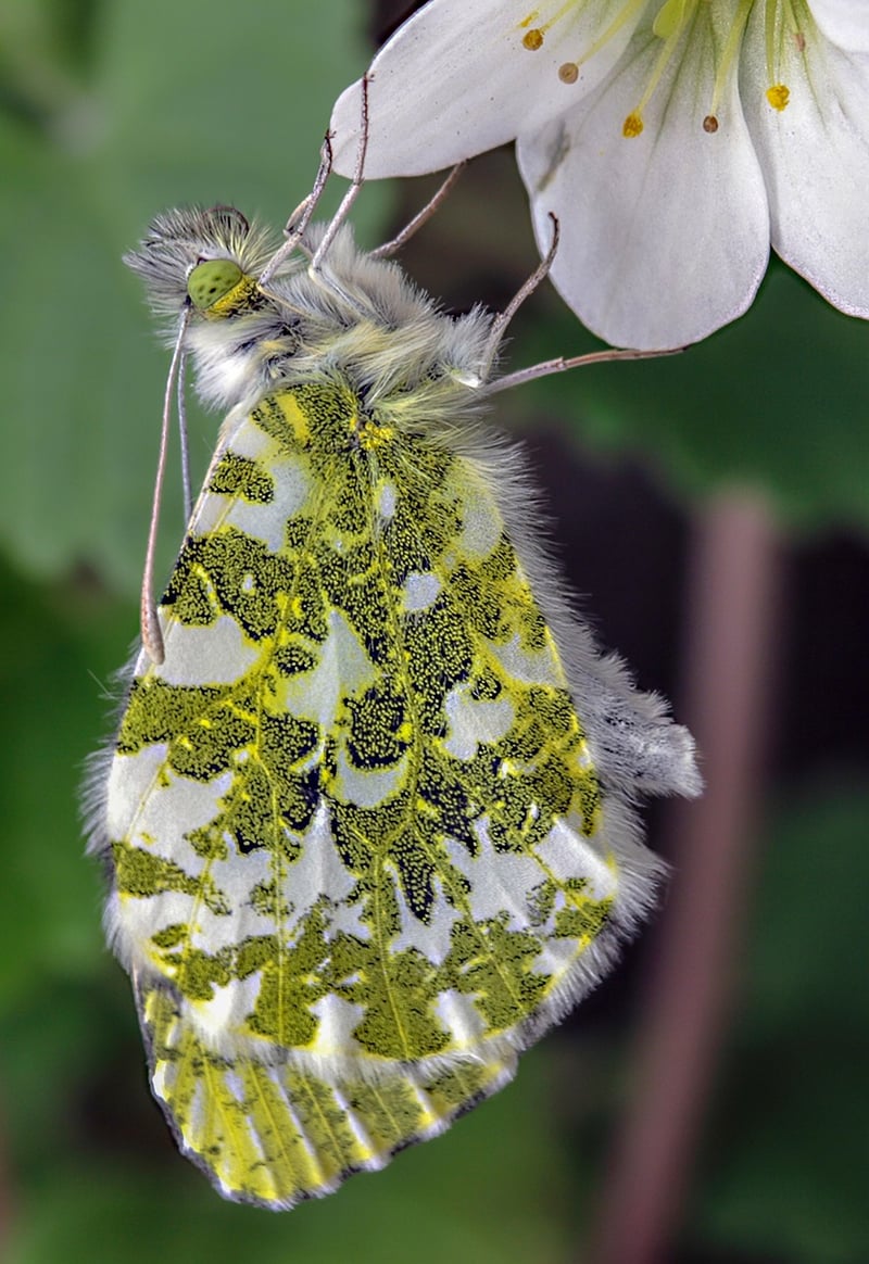 Fantasy Garden Tips