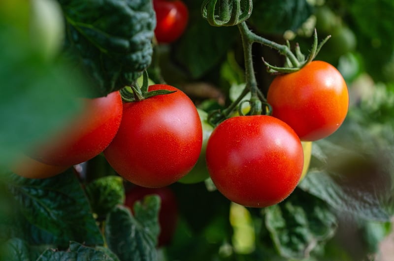 Garden Vegetables